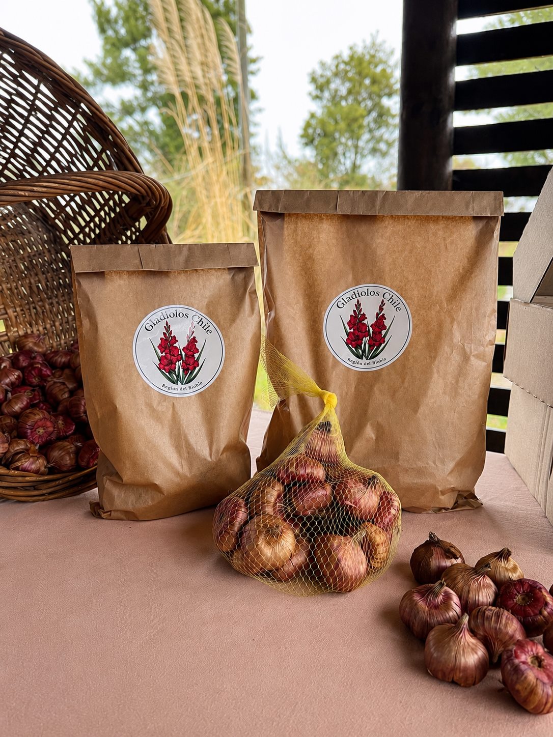 Bolsas kraft con sello de Gladiolos Chile junto a cormos, listas para el pedido