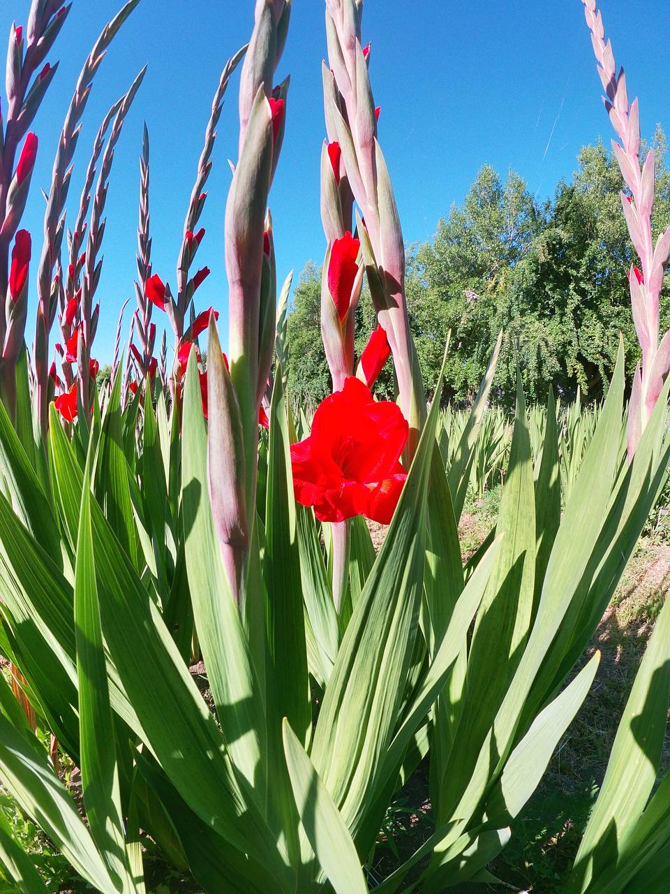 Varas de gladiolo rojo abriéndose en el campo