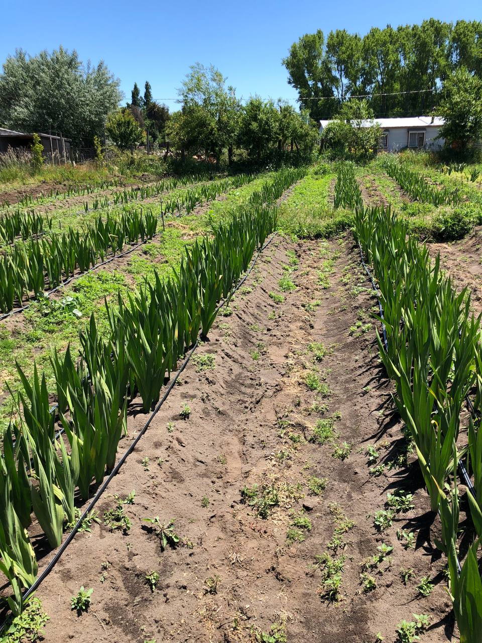 Cultivo de gladiolos en hileras con riego por goteo