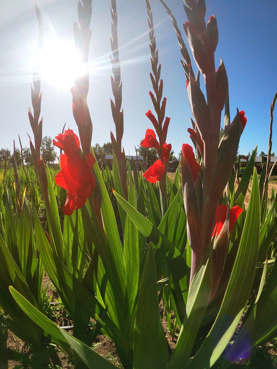 Gladiolos Red Balance rojos en el cultivo a contraluz